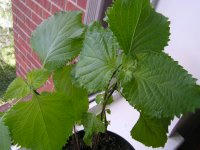 shiso.jpg