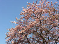 15sakura.jpg