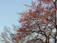 14sakura.jpg