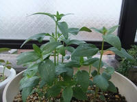 DSCF4144400.jpg