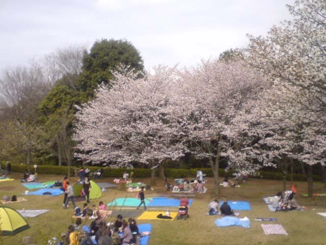 お花見