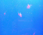 200810261140000.jpg