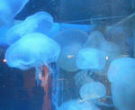 200810261141000.jpg
