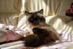 DSC_0041_SH0nyan1.jpg