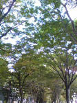 071103-morinomiyako-2.jpeg
