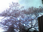 100418-Ksta_sakura.JPG