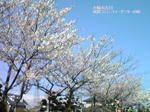 100426-sakura1.jpg