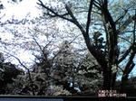 100426-sakura2.jpg