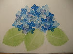 cf-hydrangea.jpg