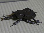 カブトムシ１