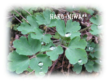 20100307a.jpg