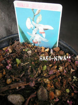 20100315c.jpg