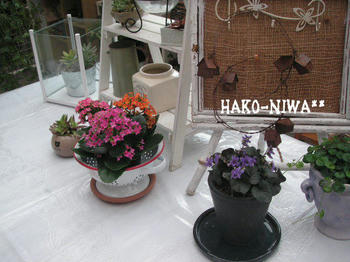 20100315d.jpg