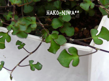20100322b.jpg
