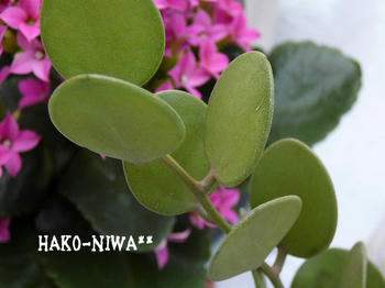 20100322.jpg