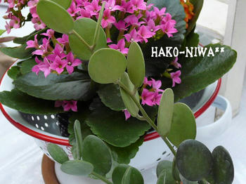 20100322a.jpg