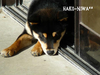 20100326a.jpg