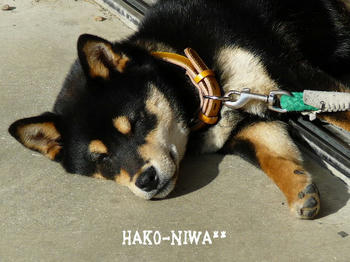 20100326b.jpg