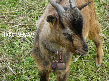 20100327b.jpg