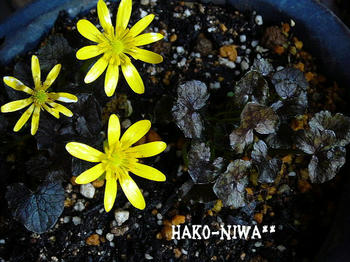 2010331.jpg