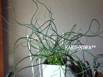 20100331b.jpg