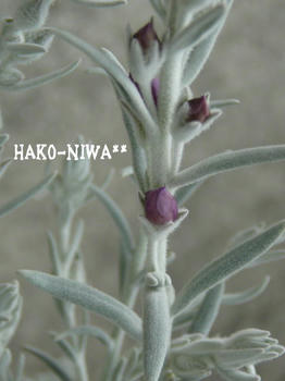 20100402a.jpg