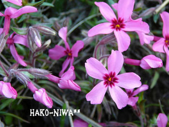 20100403a.jpg
