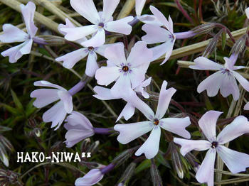 20100403b.jpg
