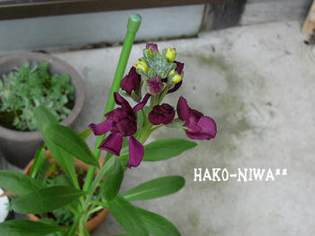 20100419c.jpg