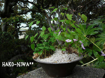 20100421.jpg