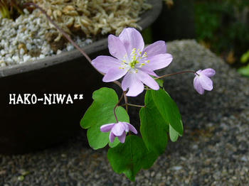 20100421a.jpg