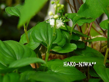 20100421b.jpg
