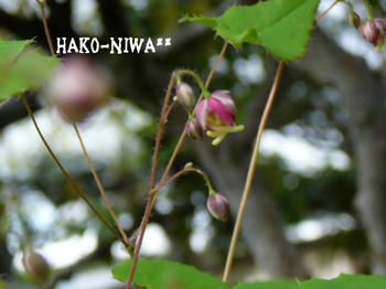 20100421c.jpg