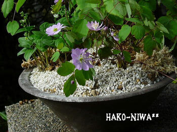 20100421d.jpg