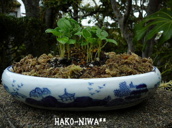 20100421e.jpg