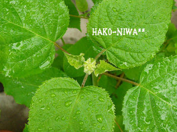 20100519c.jpg