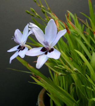 Freesia_laxa_ssp_azurea.jpg