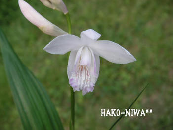 20100602a.jpg
