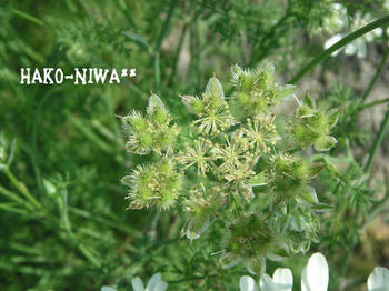 20100602c.jpg