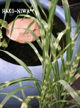 20100607b_2.jpg