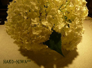 20100629g.jpg