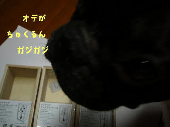 20100629a.jpg