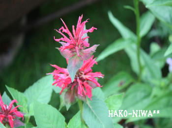 20100630h.jpg