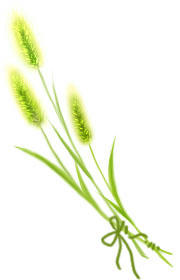 ca-plants6-1.jpg