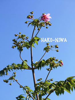 20101124a.jpg