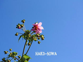 20101124b.jpg