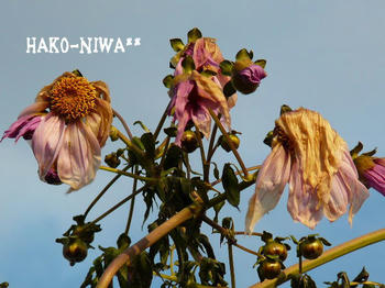 20101129a.jpg