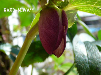 20110305a.jpg