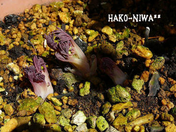 20110305b.jpg