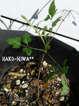 20110305c.jpg